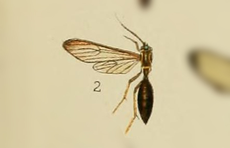 Pseudosphex garleppi