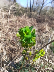 Euphorbia