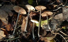 Entoloma hebes