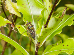 Kikihia peninsularis