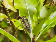 Kikihia peninsularis