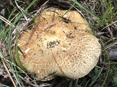 Stropharia scabella