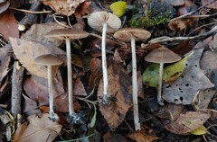 Entoloma hebes