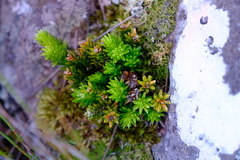 Phlegmariurus gnidioides