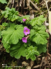 Primula listeri