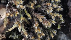 Hedwigia emodica