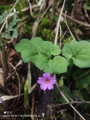 Primula listeri
