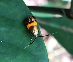 Nemophora
