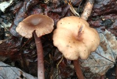 Pseudoomphalina cokeri