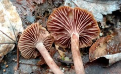 Pseudoomphalina cokeri