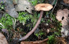 Pseudoomphalina cokeri