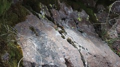 Schistidium flaccidum