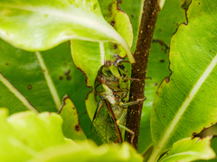 Kikihia peninsularis