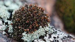 Schistidium flaccidum