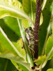 Kikihia peninsularis