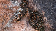 Schistidium flaccidum