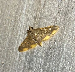 Prophantis adusta