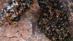 Schistidium flaccidum