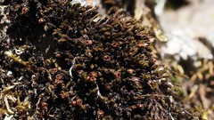 Schistidium pruinosum