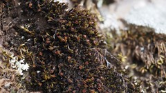 Schistidium pruinosum