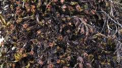 Schistidium pruinosum