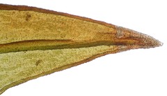 Schistidium pruinosum