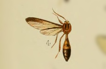 Pseudosphex steinbachi