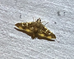 Prophantis adusta
