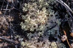 Pulchrocladia ferdinandii