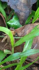 Acanthogryllus fortipes