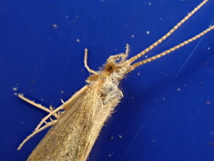 Conoesucidae