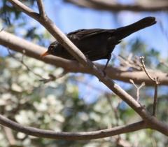 Turdus merula merula
