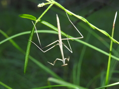 Archimantis brunneriana