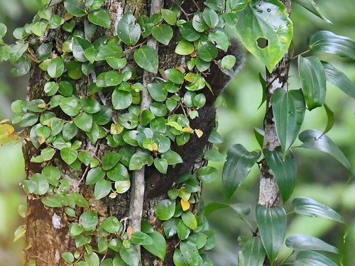 Samar Squirrel (Sundasciurus samarensis) — Least Concern Mammalia