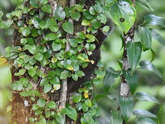 Samar Squirrel photo 1