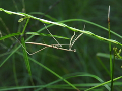 Archimantis brunneriana