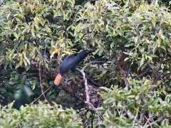 Samar Hornbill photo 3