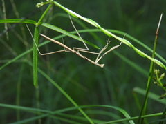 Archimantis brunneriana
