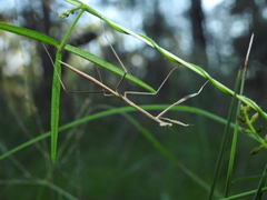 Archimantis brunneriana