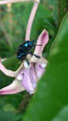 Platycorynus peregrinus