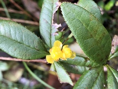 Berberis schaaliae
