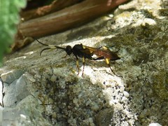 Ichneumon stramentor