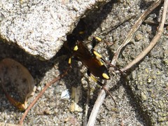 Ichneumon stramentor