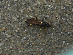 Ichneumon stramentor