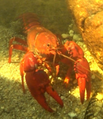 Euastacus australasiensis