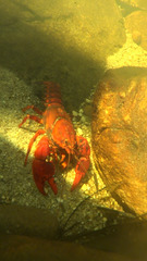 Euastacus australasiensis