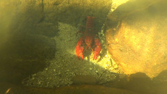 Euastacus australasiensis