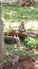 Semnopithecus hypoleucos