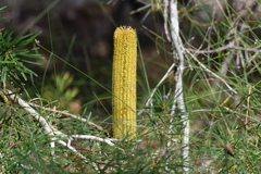 Banksia cunninghamii