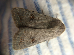 Caradrina kadenii
